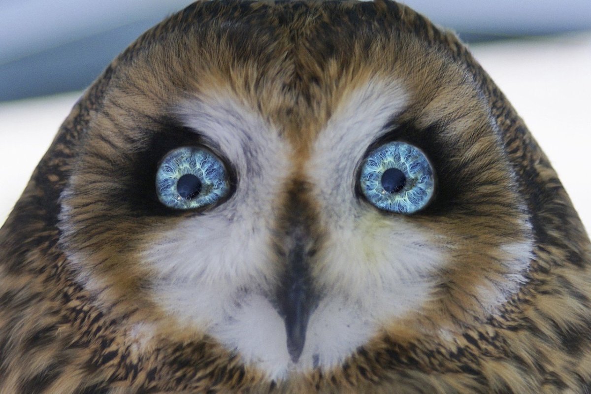 Сова сипуха цвет глаз