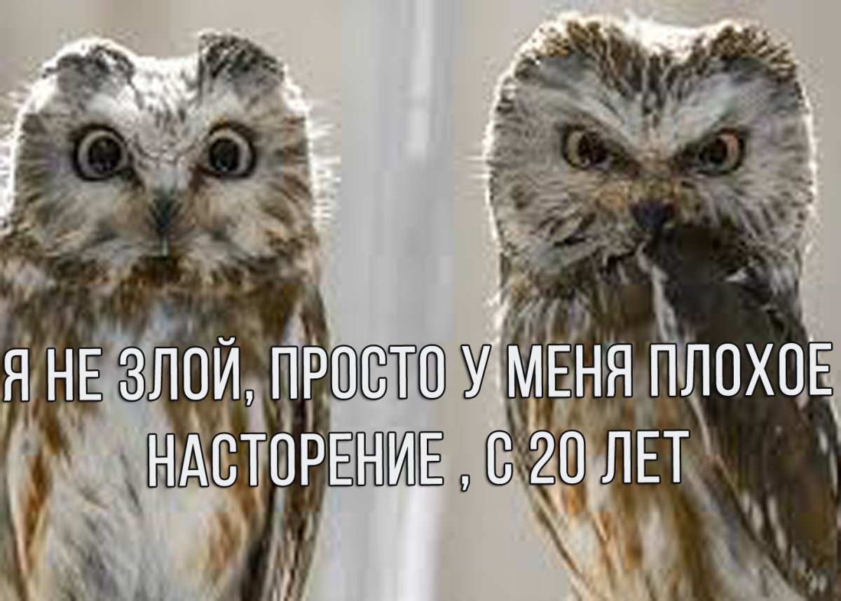 Эмоциональная Сова