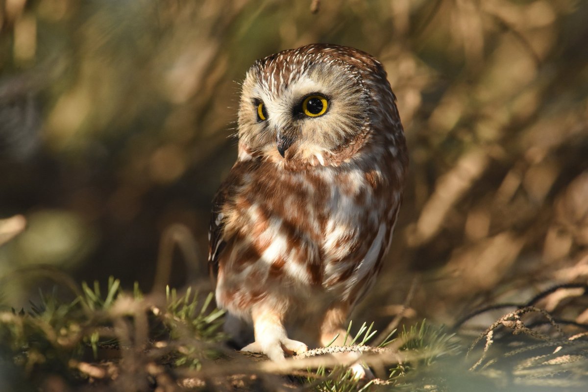Сова карликовый Сыч
