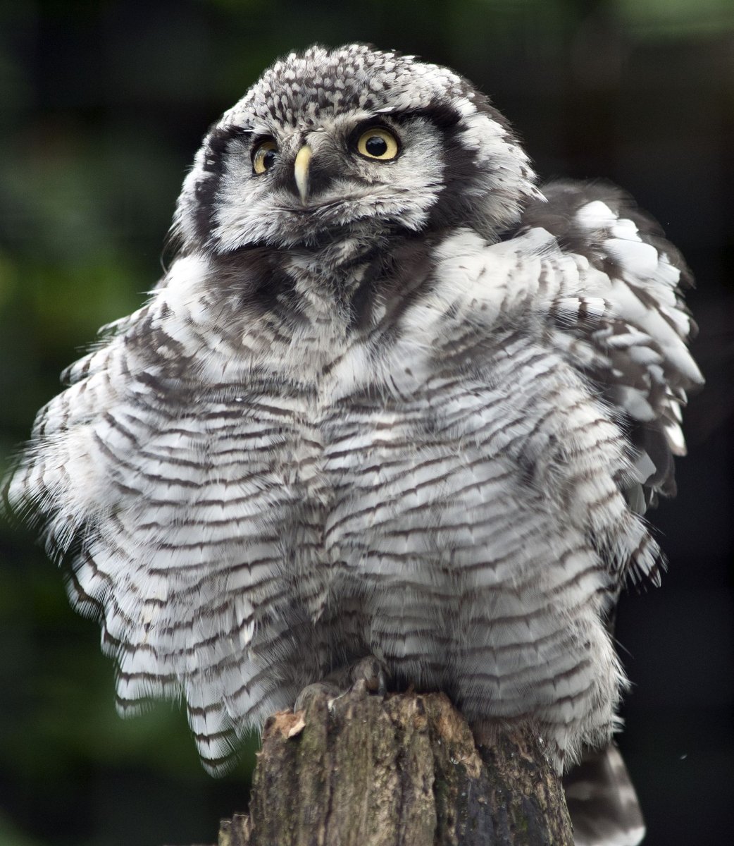 Сова Чиветта фото