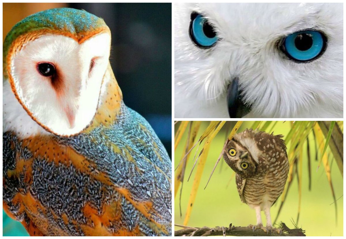 Интересные факты о совах и филинах