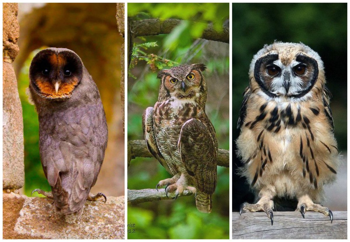 Совы представители