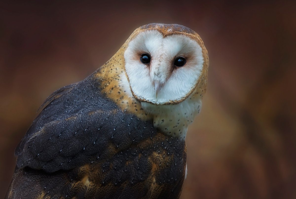 Пепельная сипуха