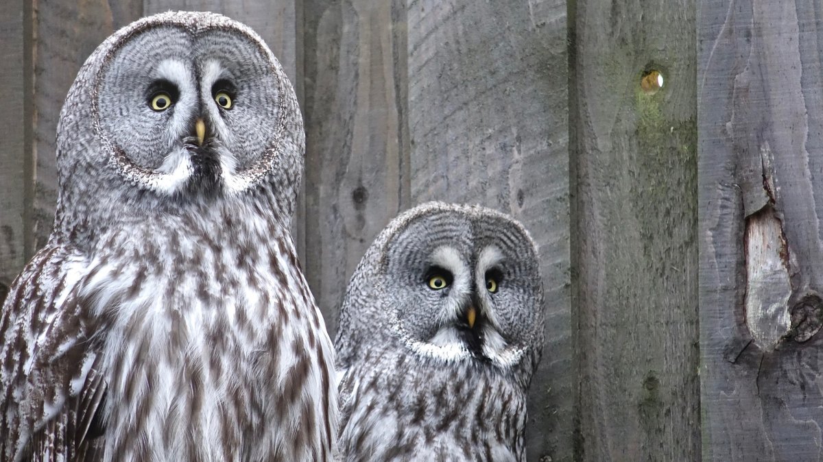 Декоративная Сова Живая