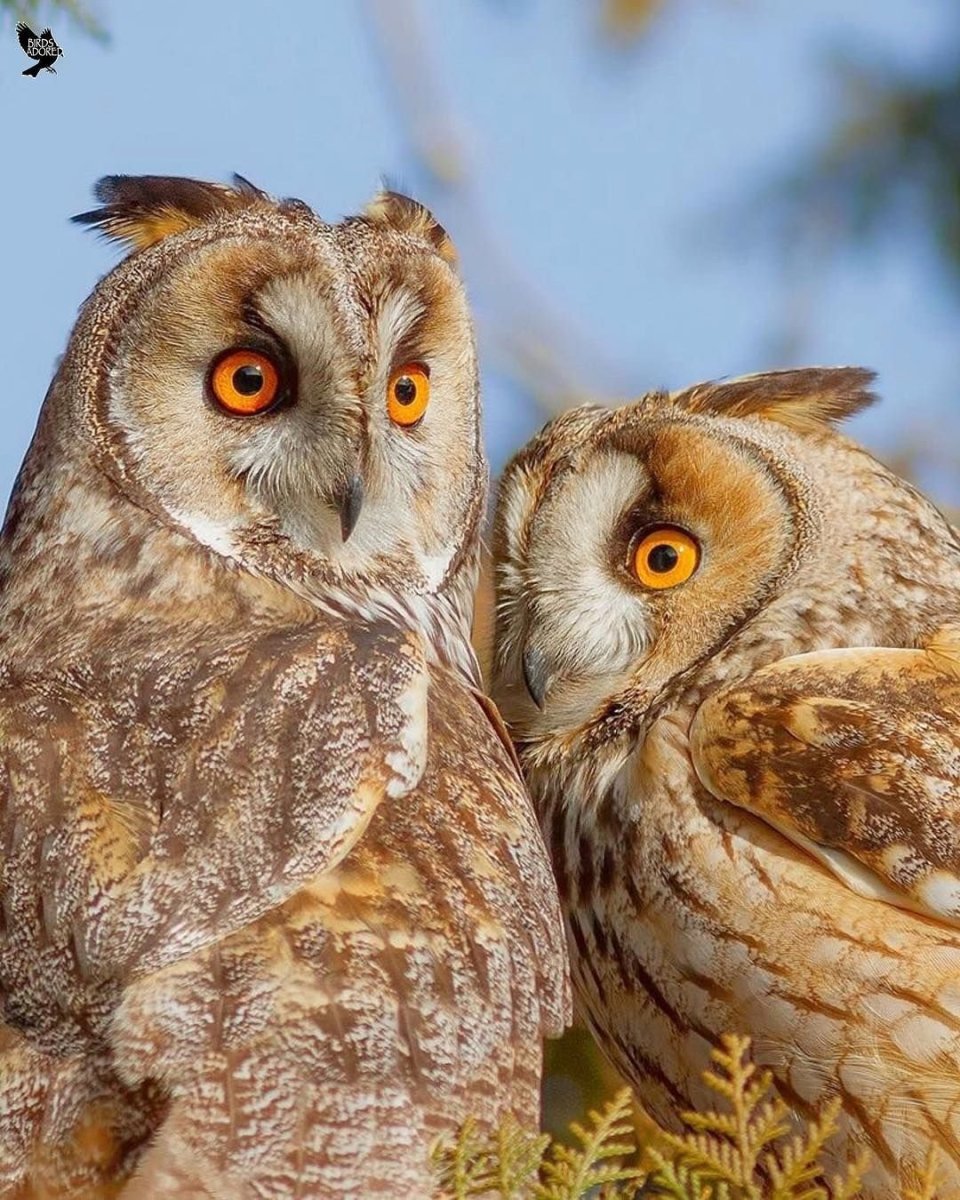 Сова сплюшка