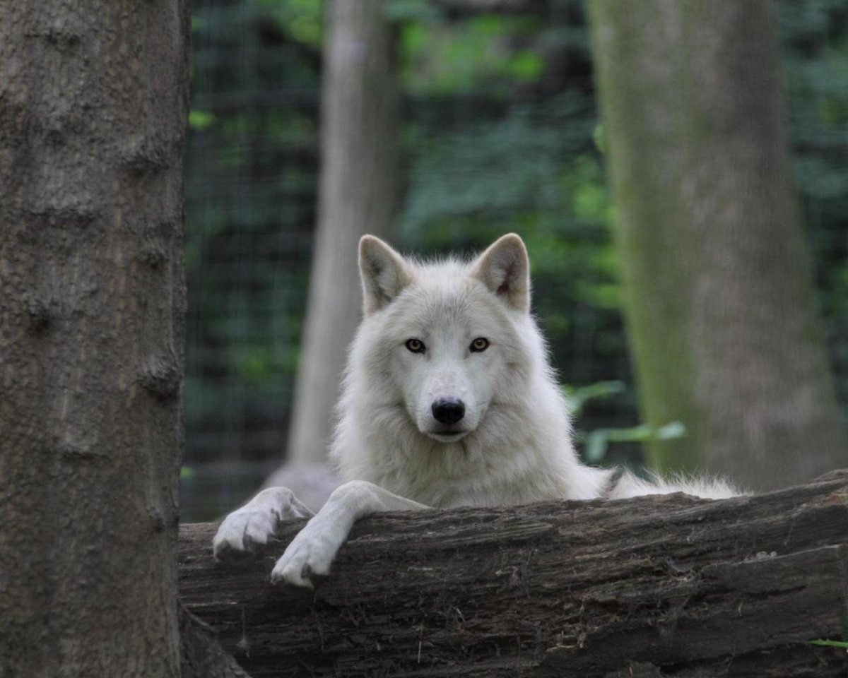 Мелвильский островной волк