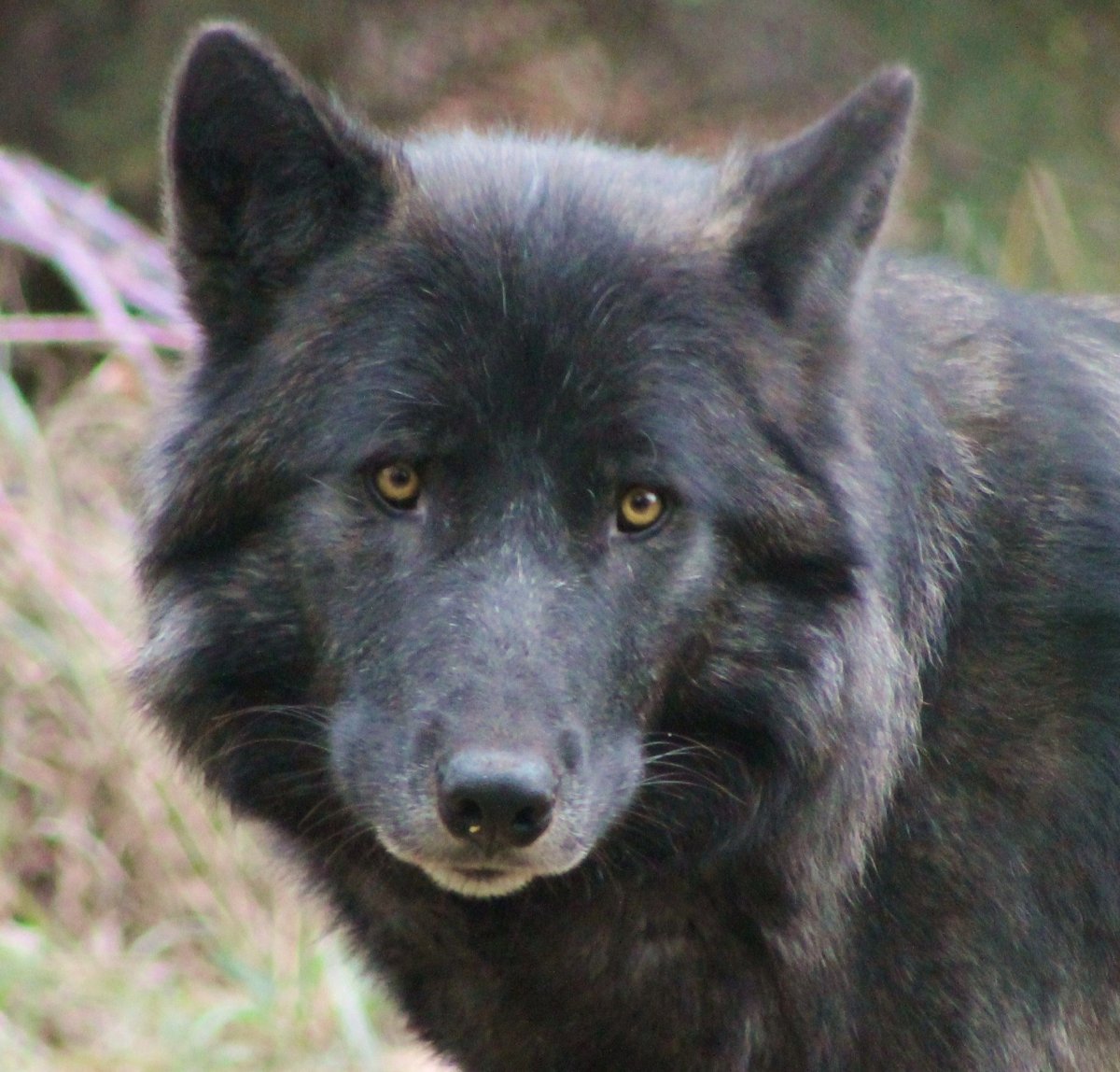 Канадский волк Ченки