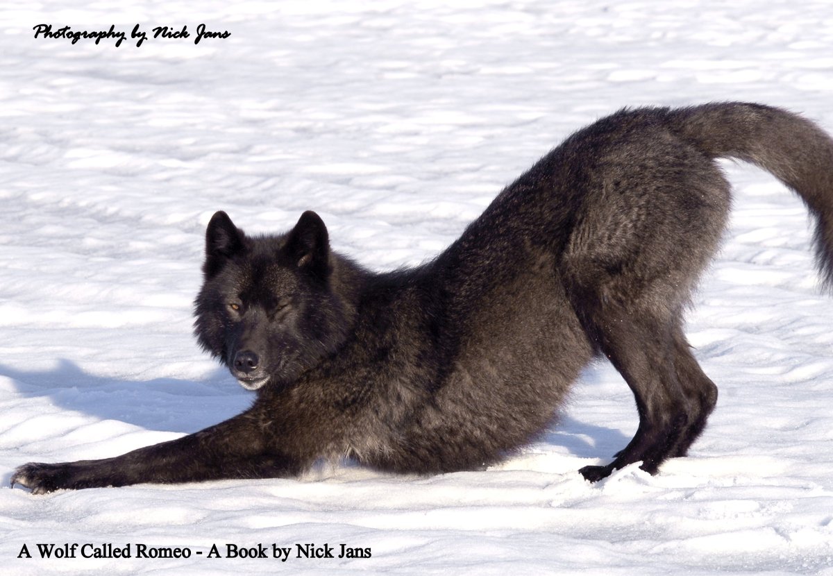 Волк Ромео на Аляске