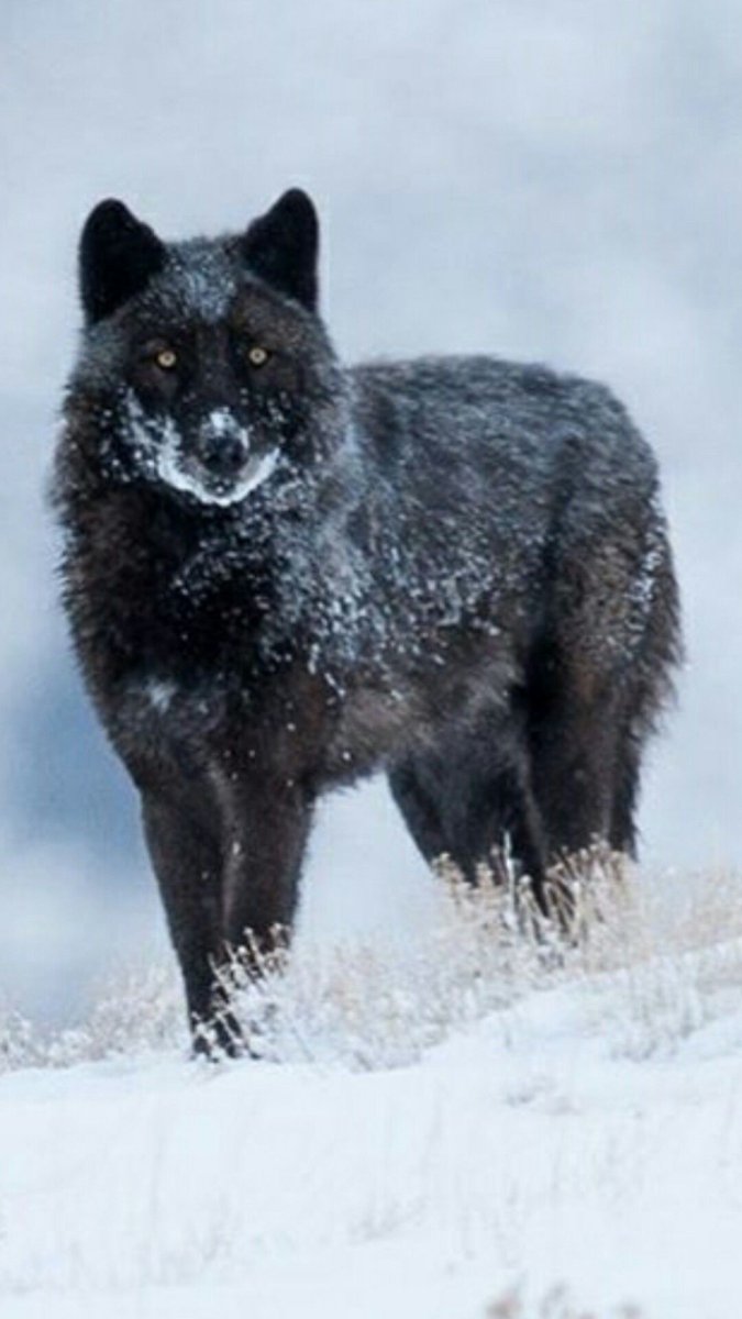 Чёрный волк в снегу