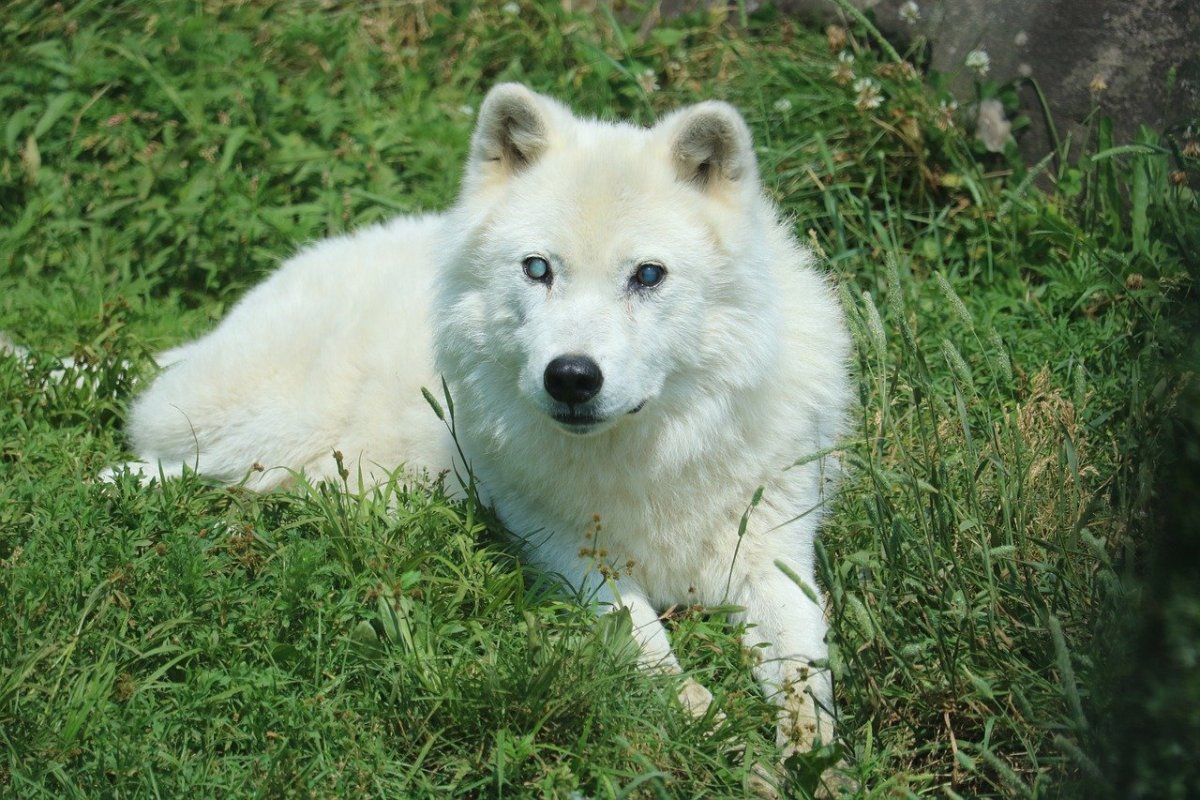 Белые американские волки