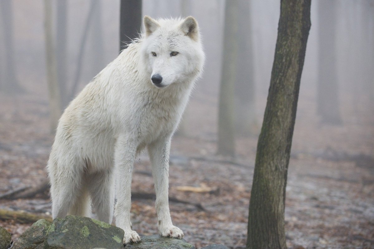 Канадский волк Акелла