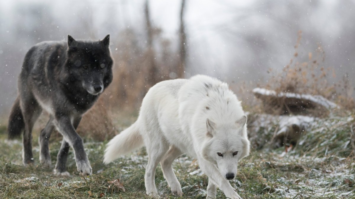 Волк наизнанку