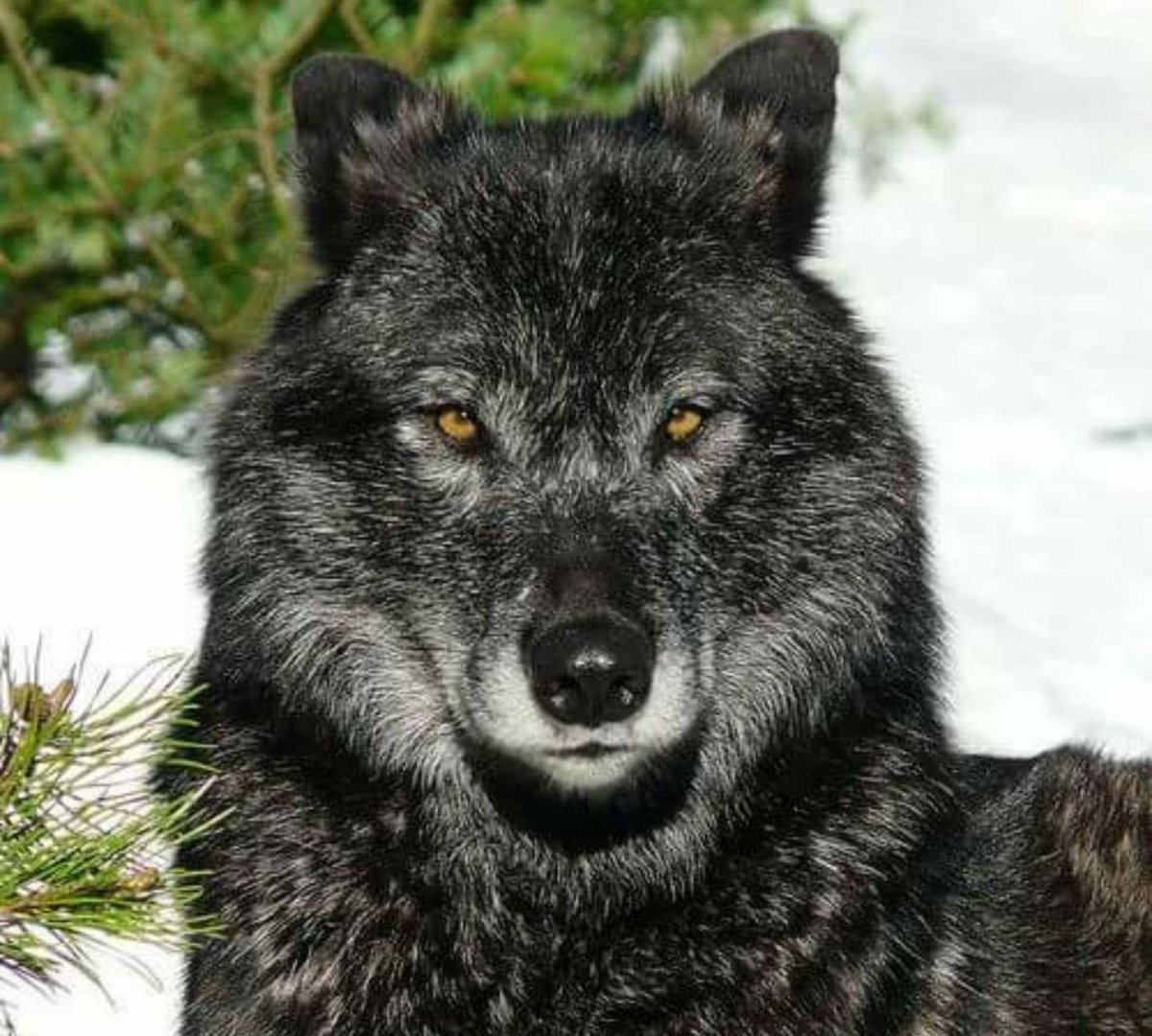 Канадский Бизоний волк