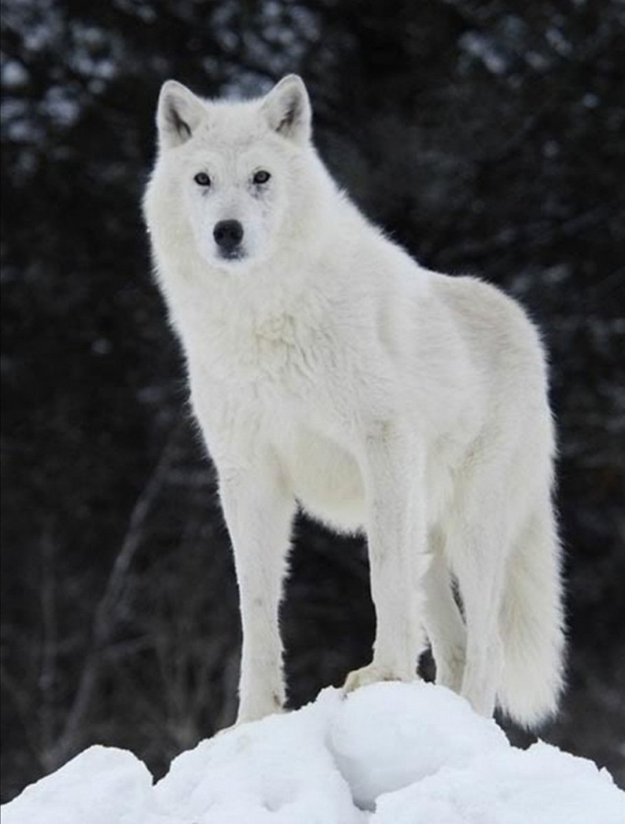 Волчица альбинос