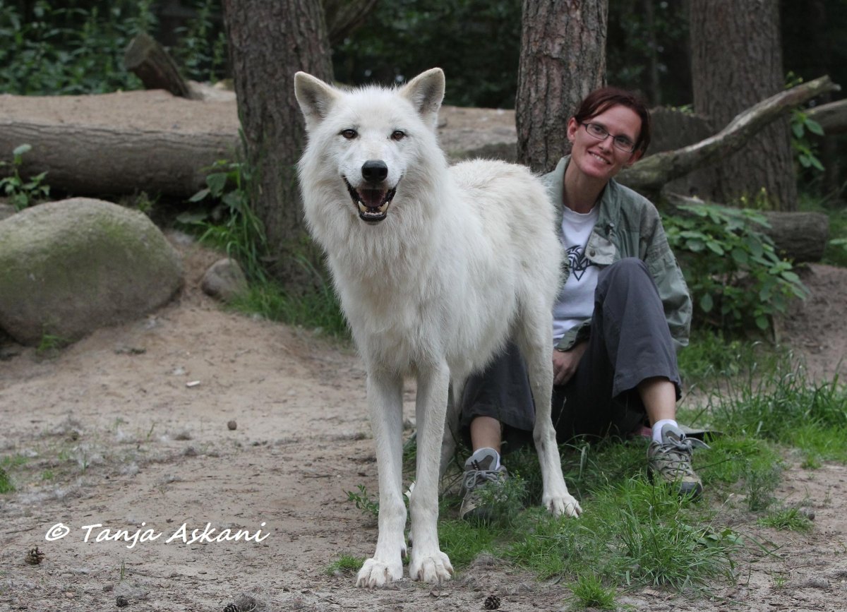 Полярный волкособ