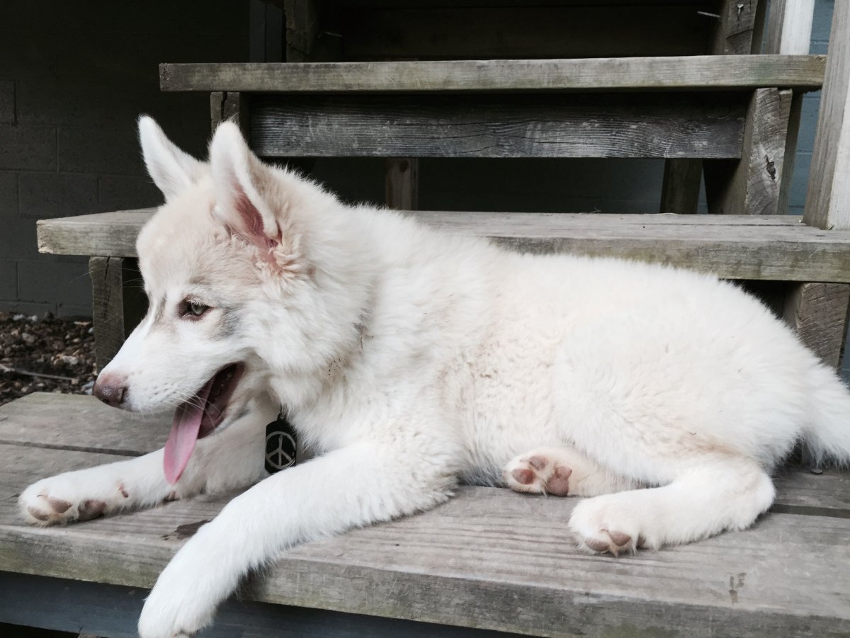 Волкособ альбинос