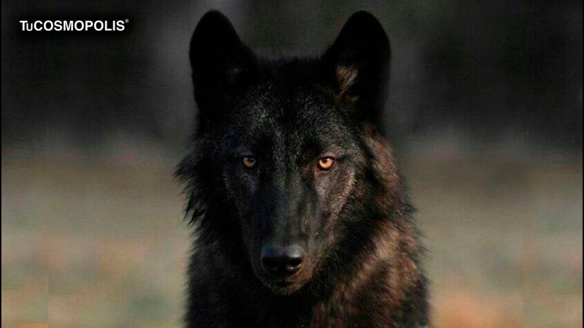 Волк Эстетика