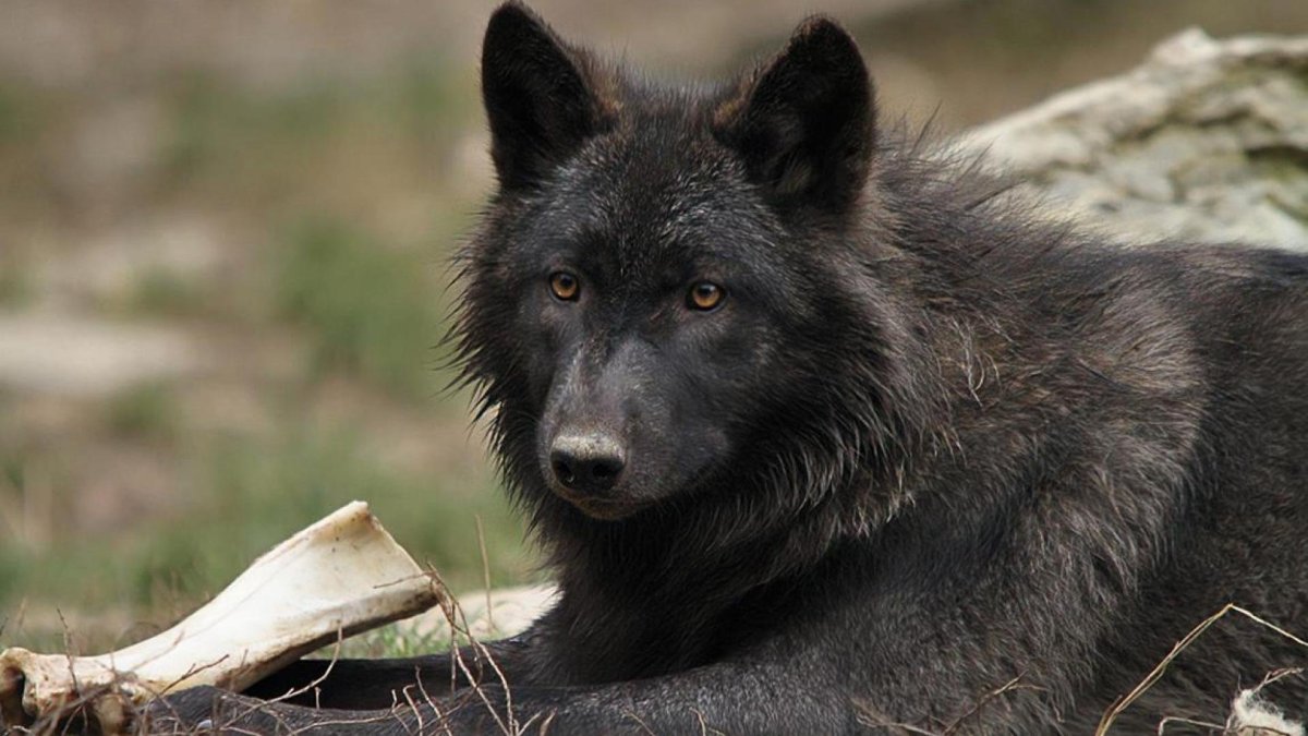 Канадский волк меланист