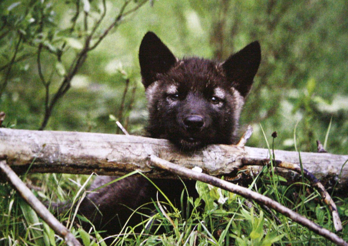 Детеныш волка черный