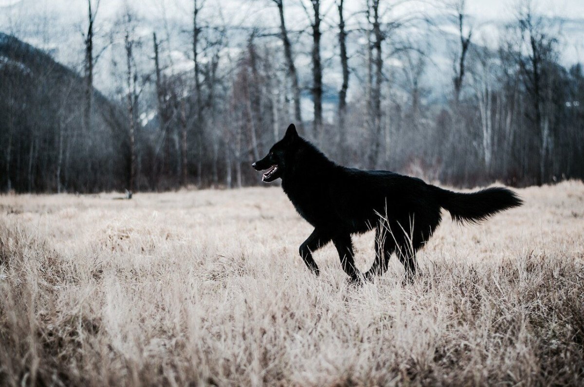 Сириус Блэк собака порода