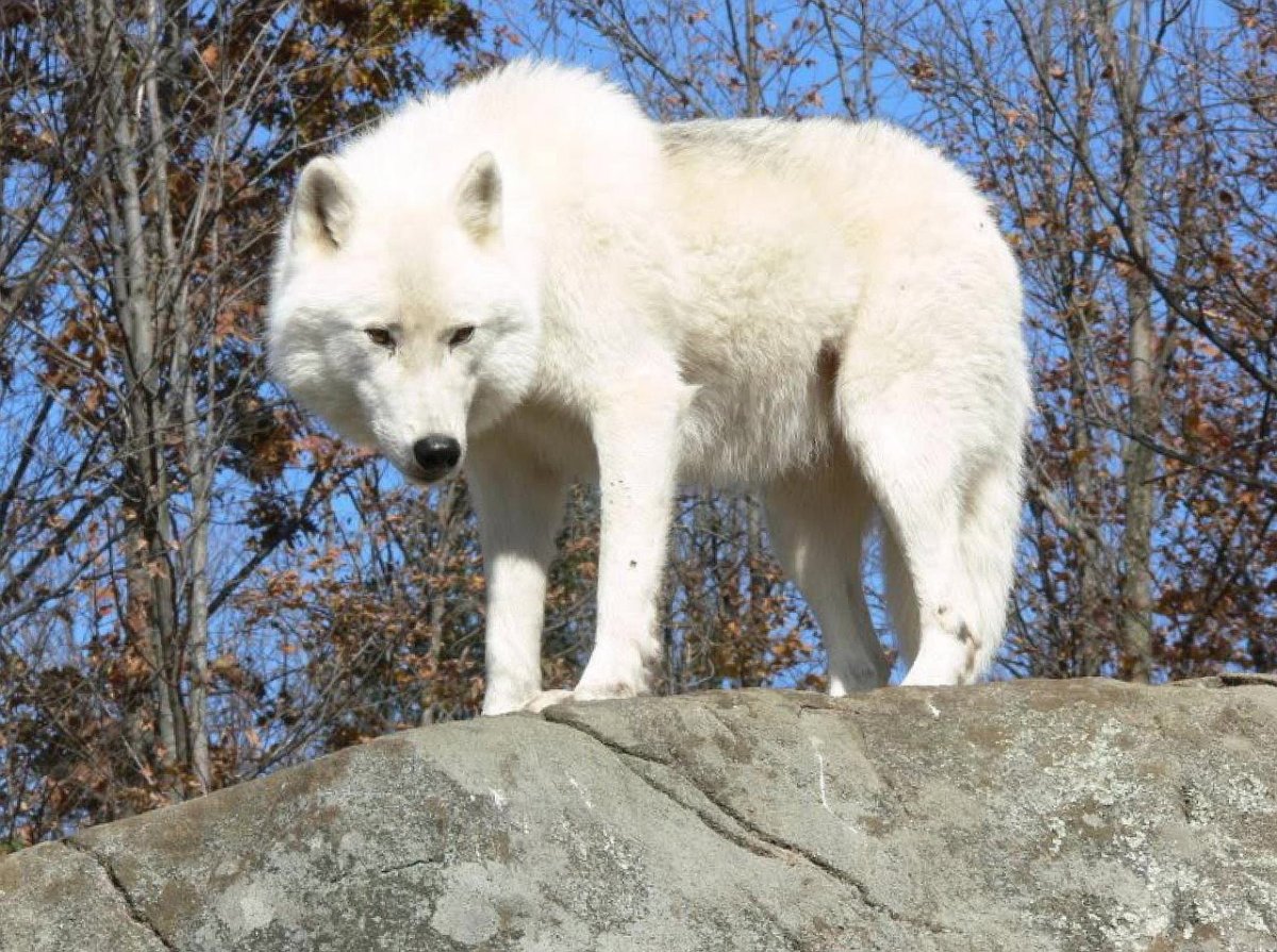 Настоящие волки