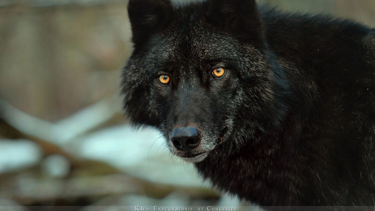 Волк гордый черный