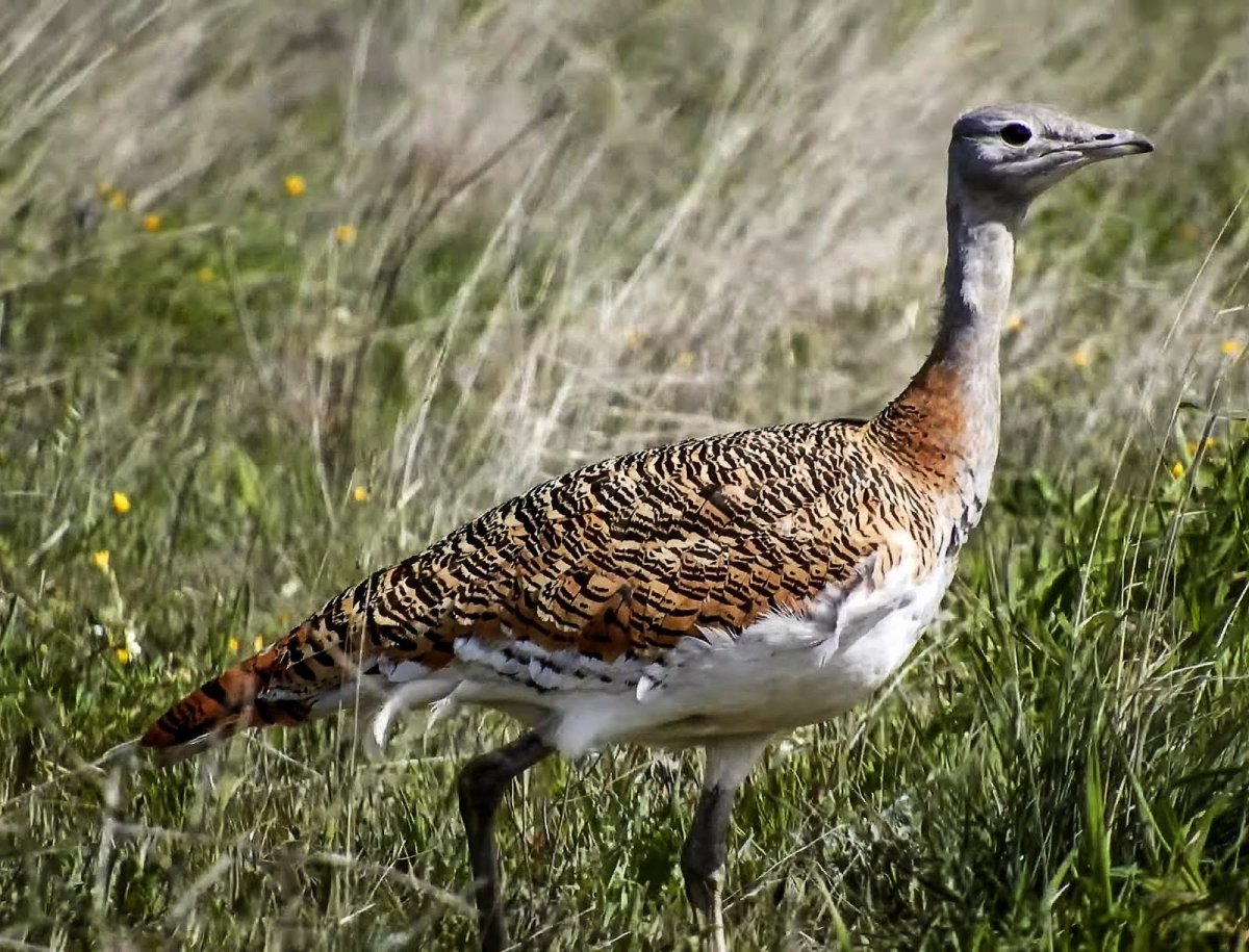 Дрофа, Дудак (Otis tarda)