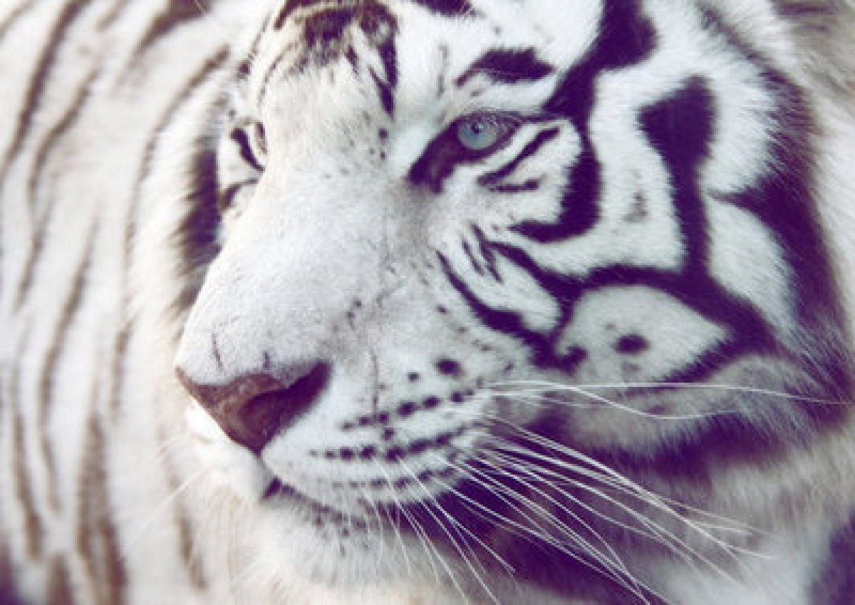 Тигр с голубыми глазами