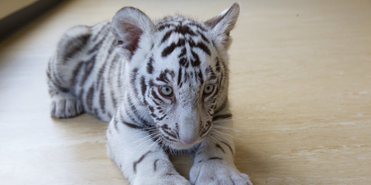 Байху белый тигр