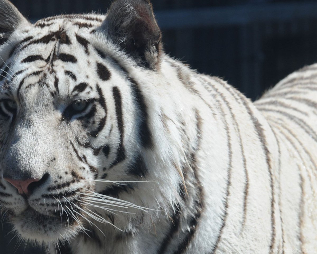 Бенгальский тигр