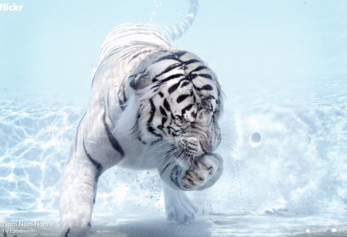 Белый тигр красивый зимой