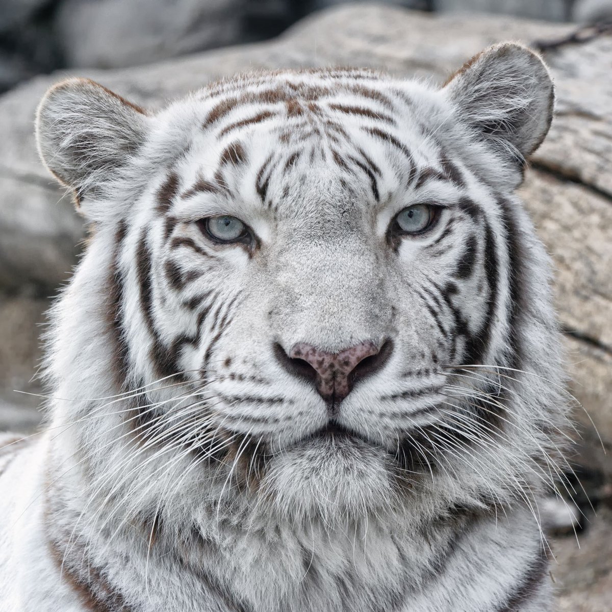 Бенгальский тигр рык