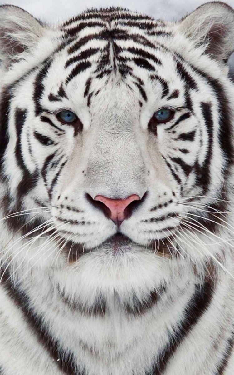 Живые обои белый тигр