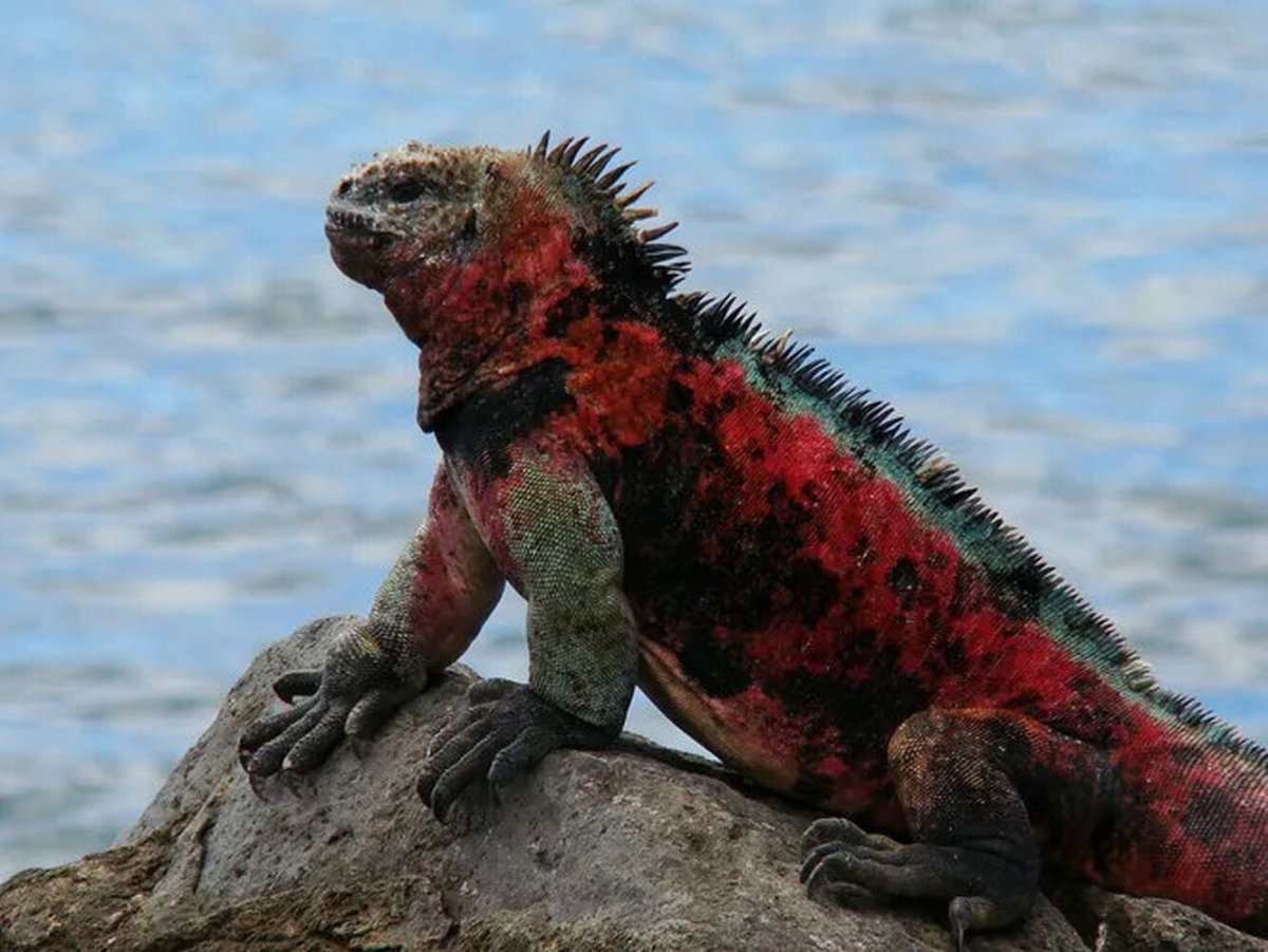Морская игуана Галапагосские острова
