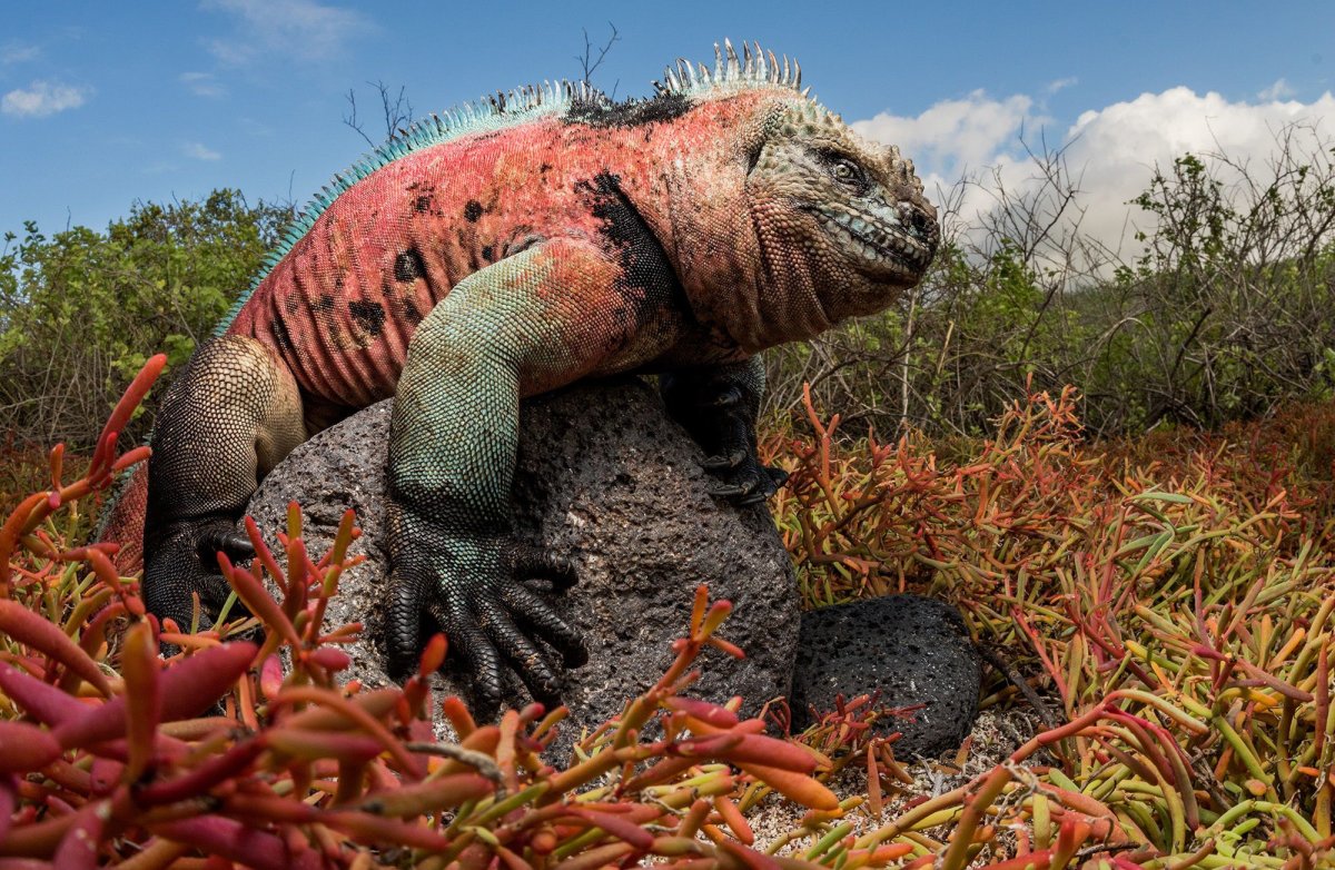 Amblyrhynchus cristatus