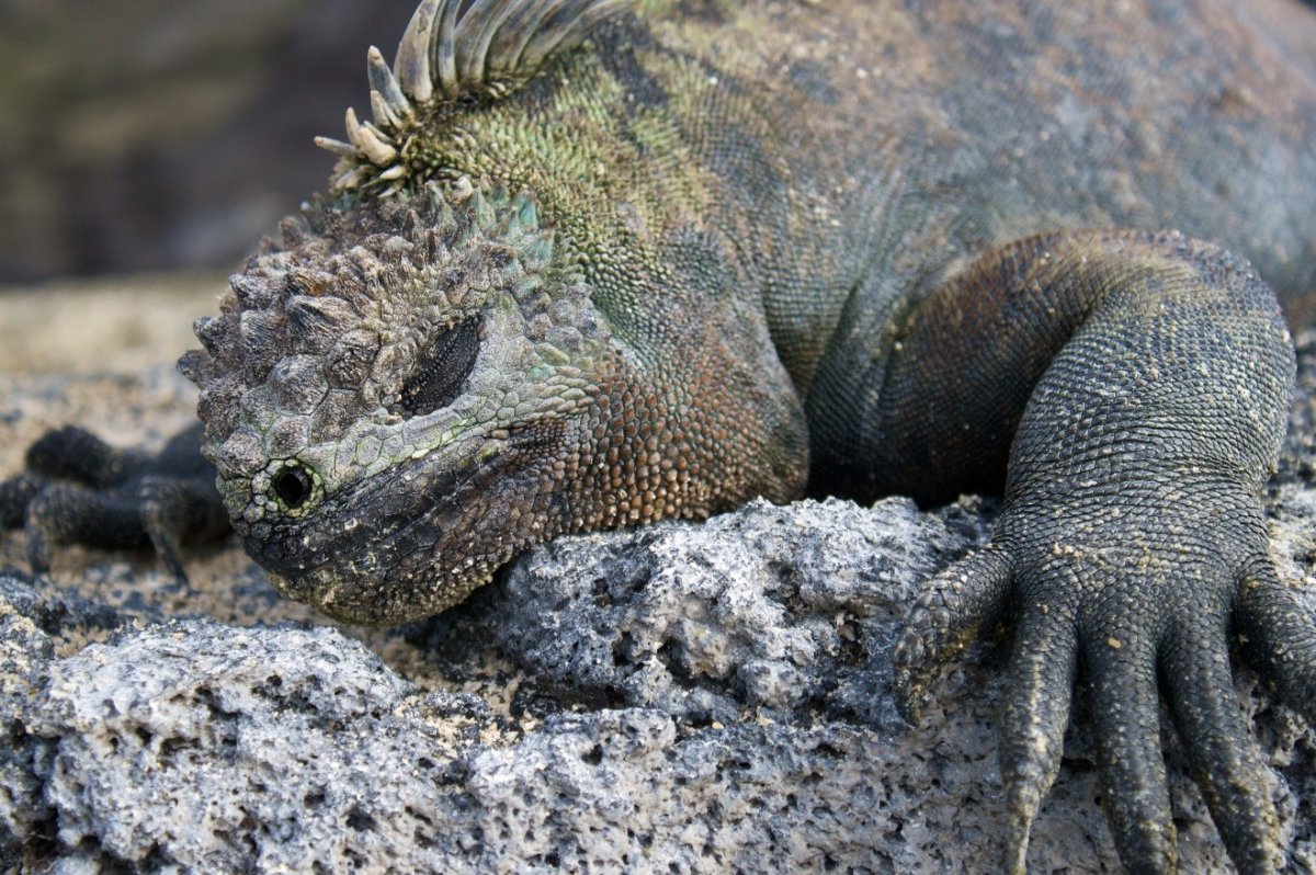 Морская игуана отряд