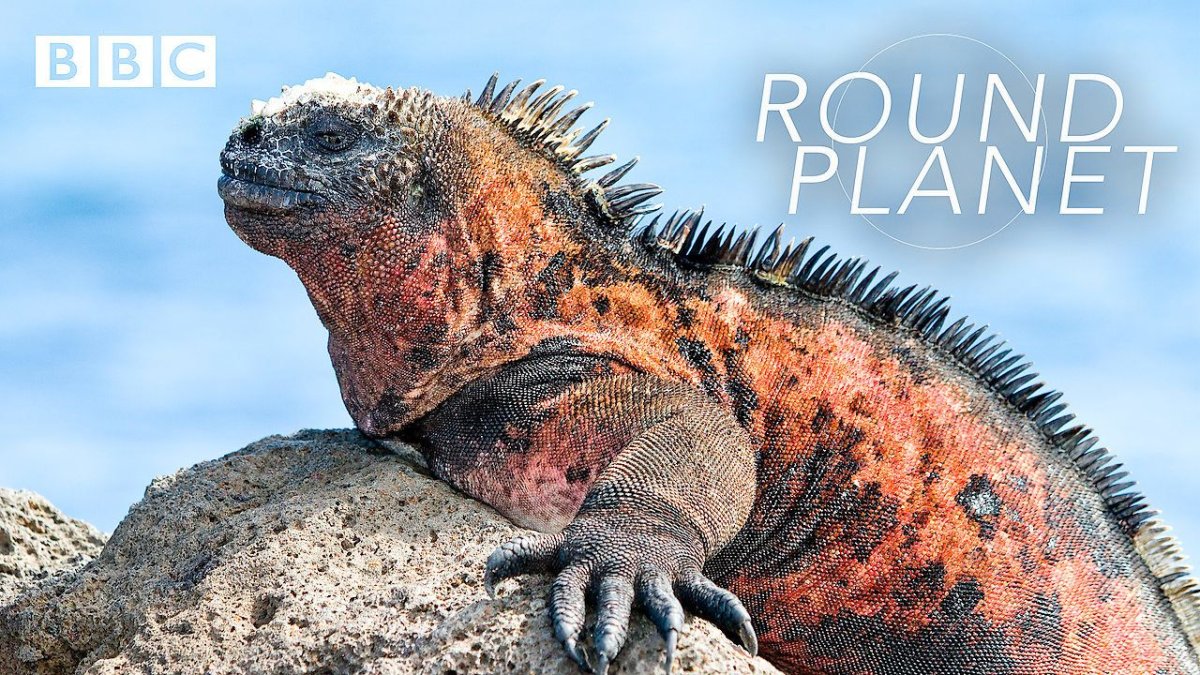 Большая морская игуана с Галапагосских островов