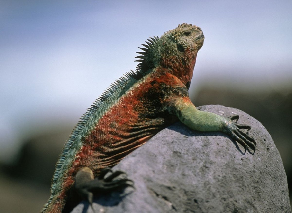 Галапагосские острова игуаны