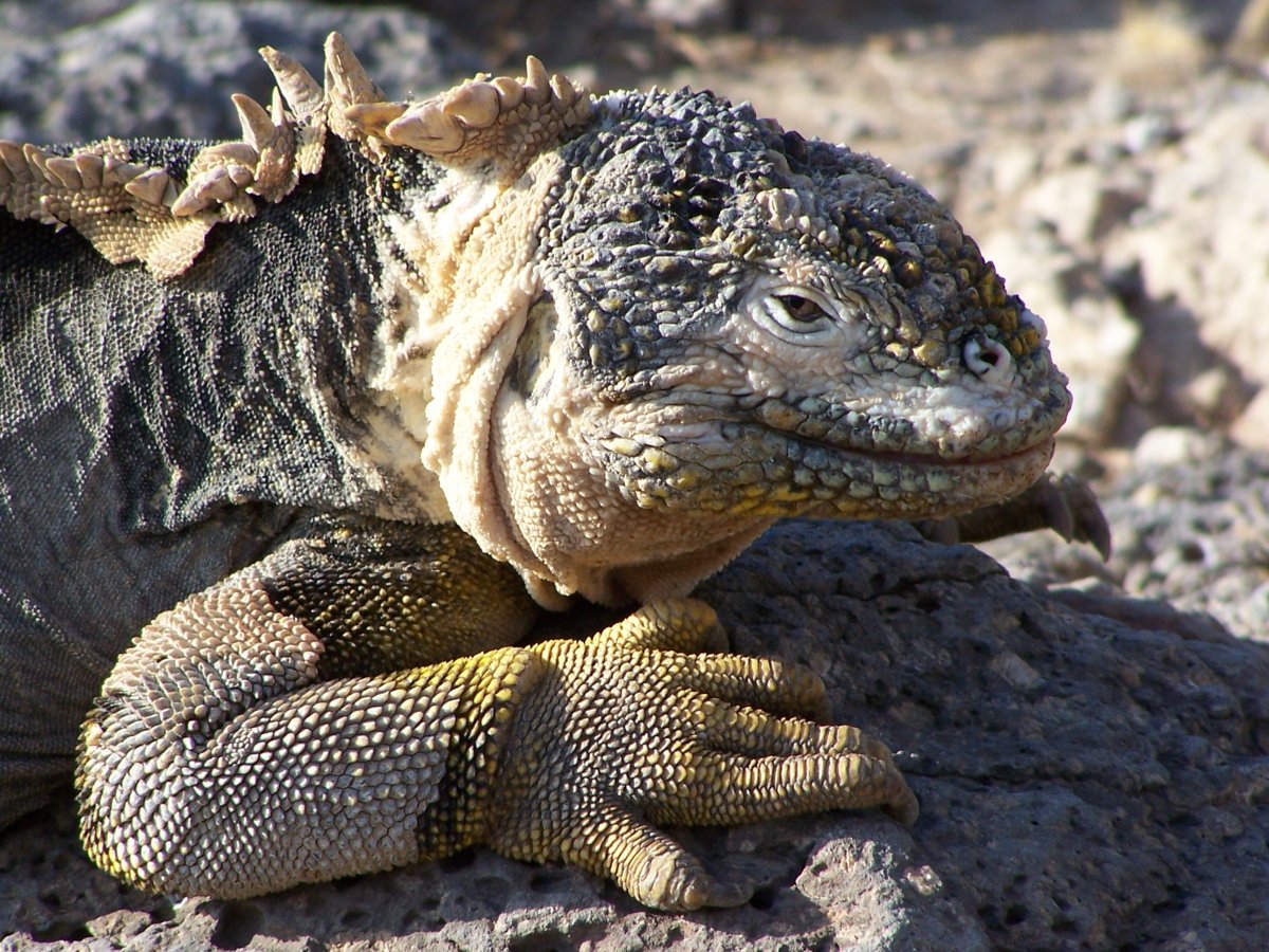 Речной Варан