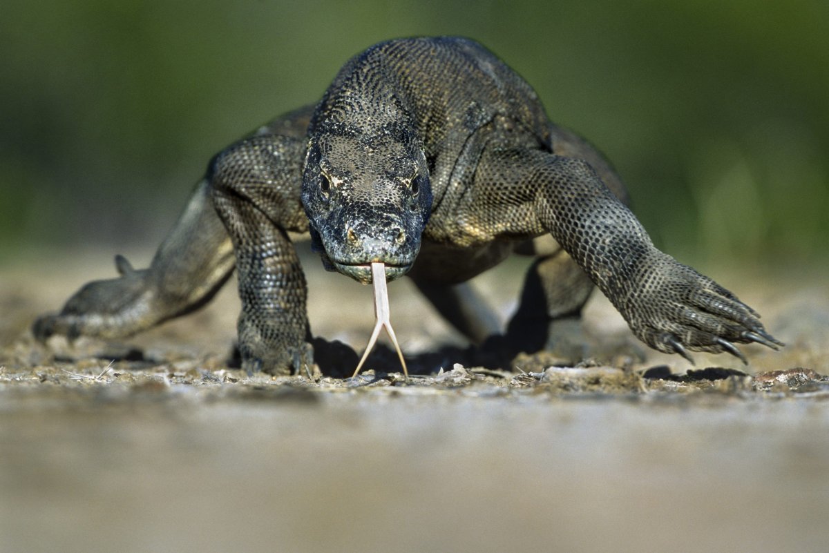 Комодский Варан вес