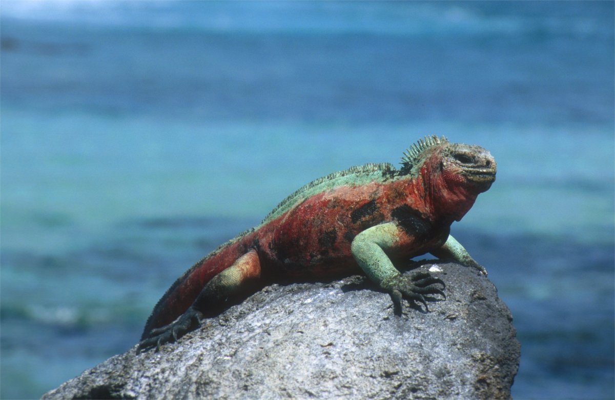 Галапагосские острова ящерицы