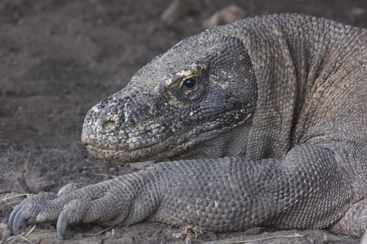 Австралийский Варан