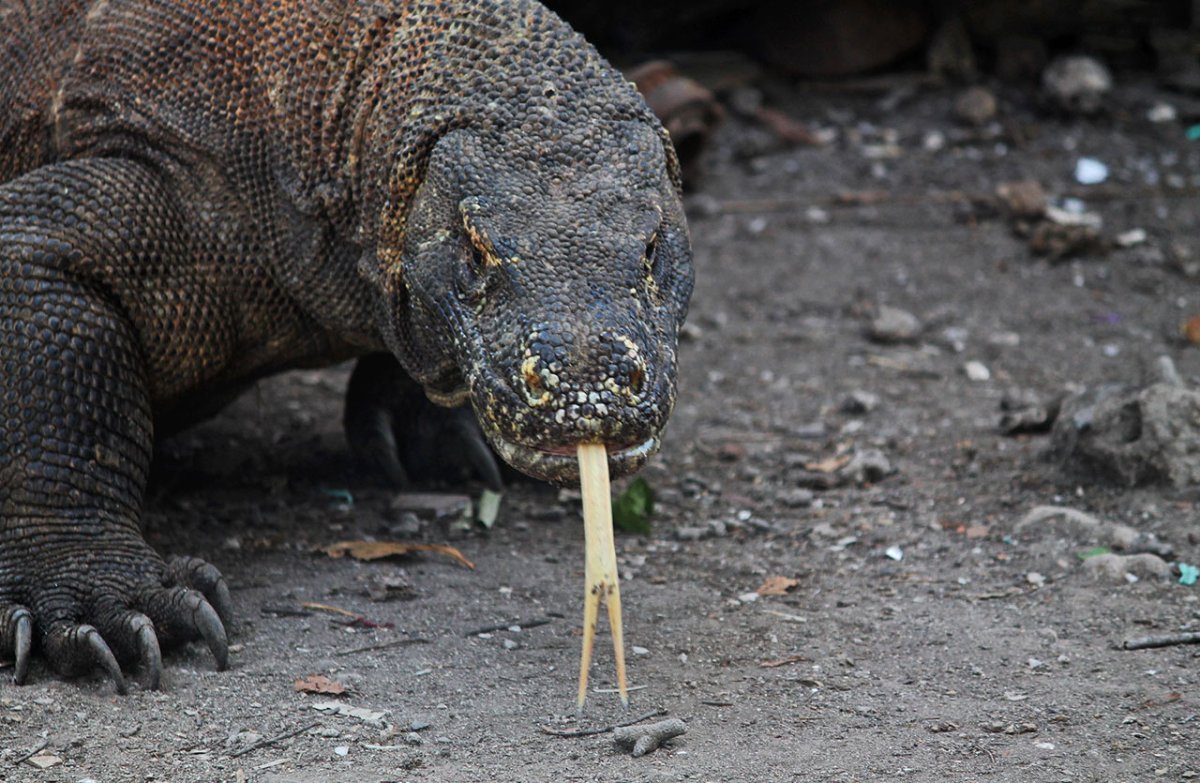 Комодский Варан атакует