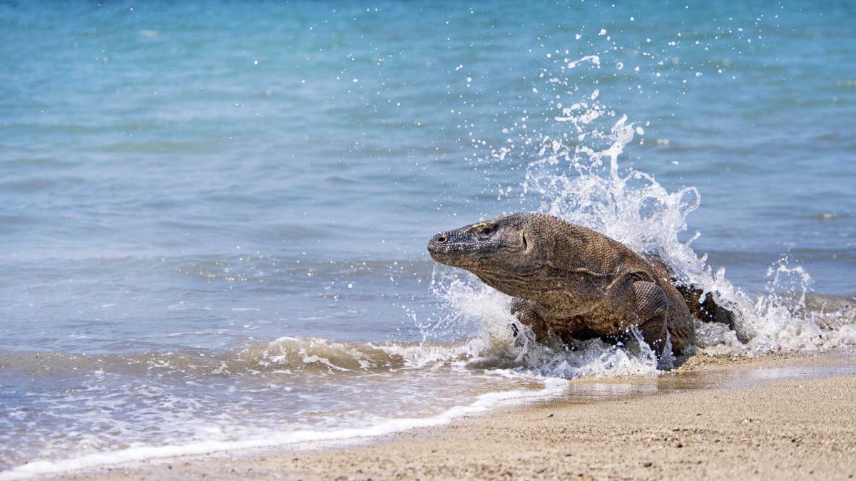 Комодский Варан плавает