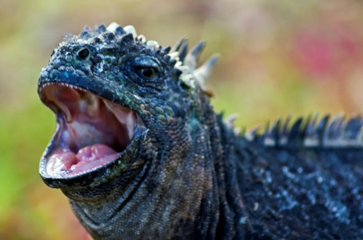 Зубы ящерицы