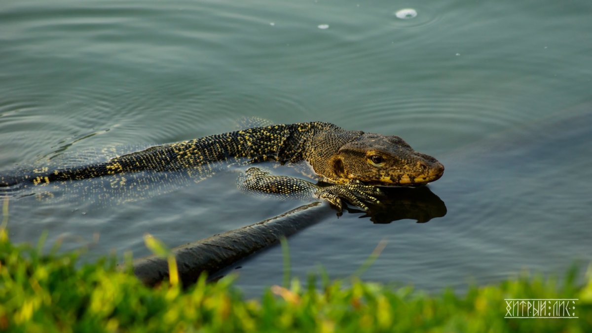 Варан плывет