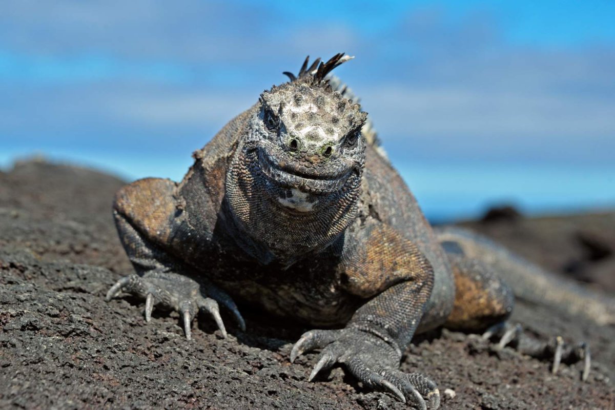 Морская ящерка