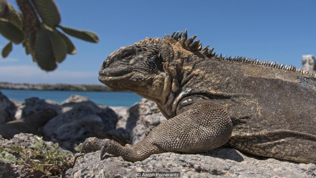 Галапагосский Варан