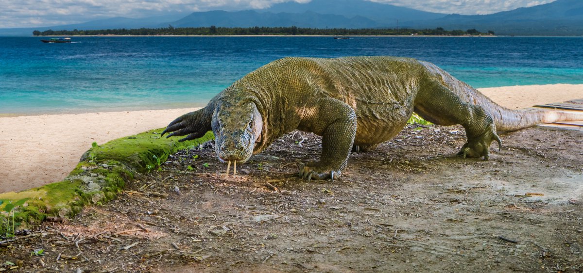 Тайна острова Комодо