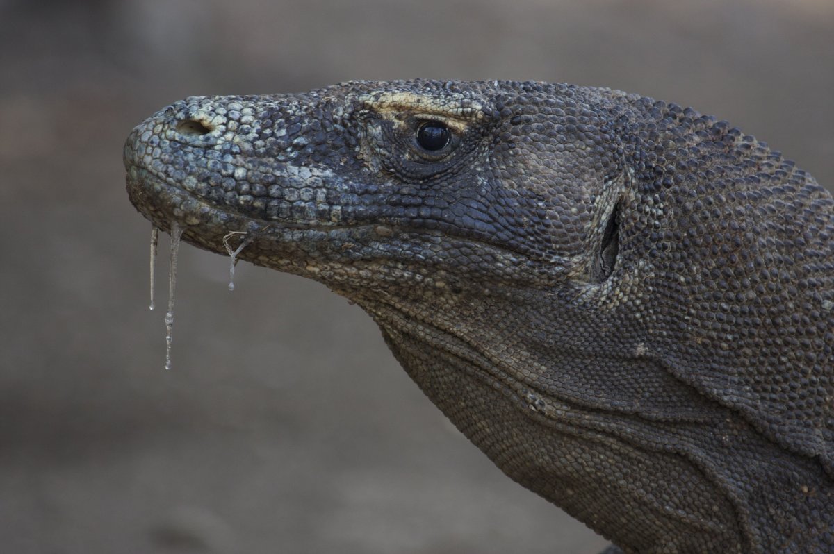Комодский Варан слюни